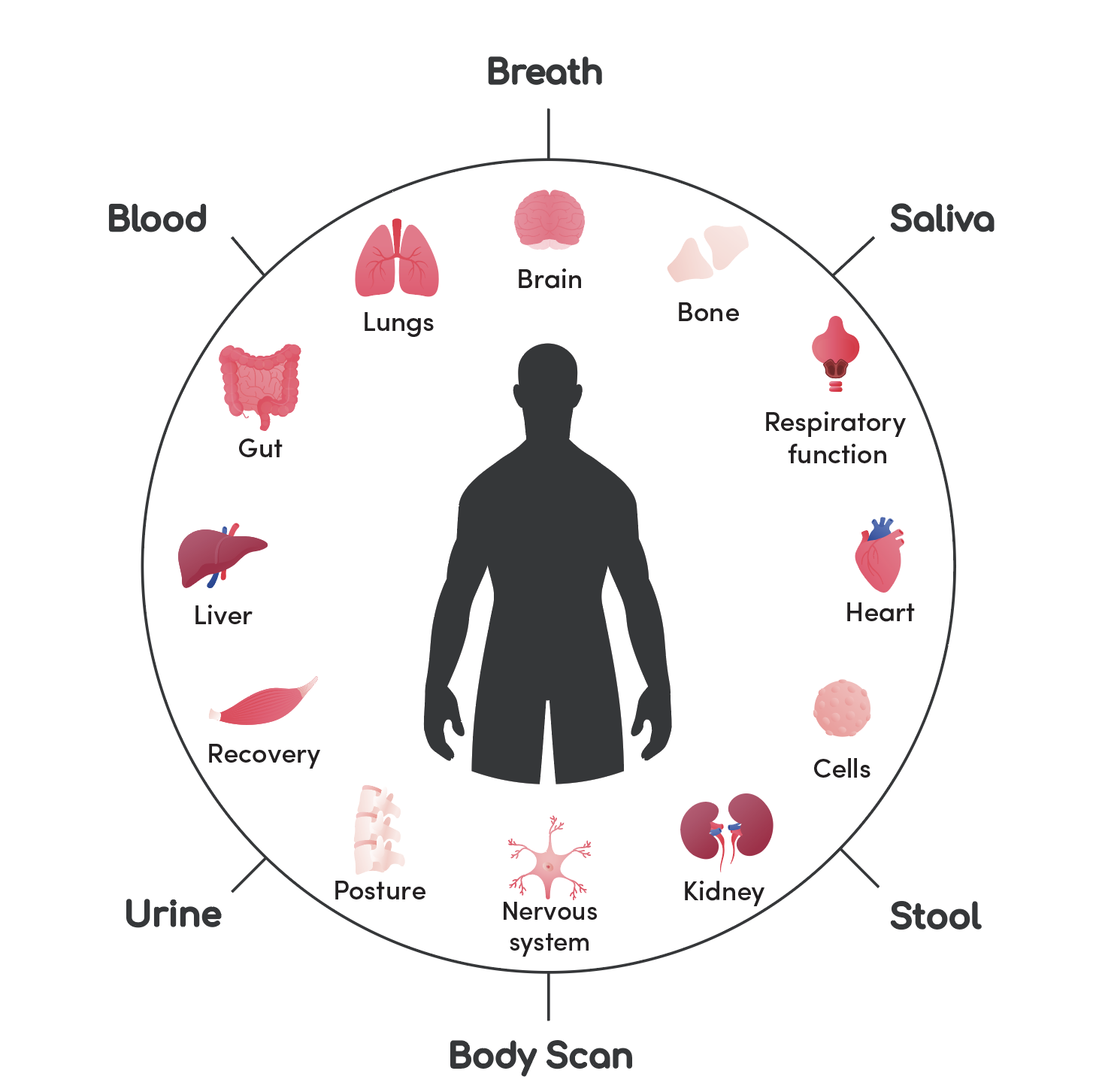 360o view of the human body